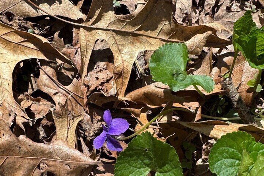 Discover Aurora Illinois Hiking Getaway
