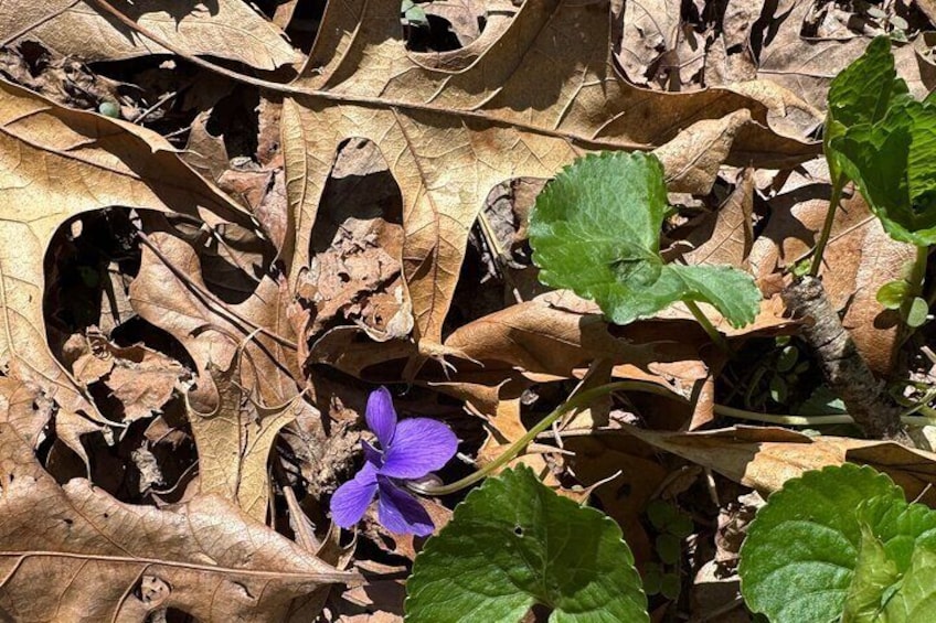 Discover Aurora Illinois Hiking Getaway