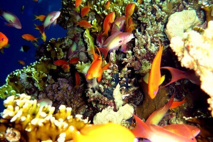 Ras Mohamed & White Island Diving & Snorkeling – Sharm El Sheikh