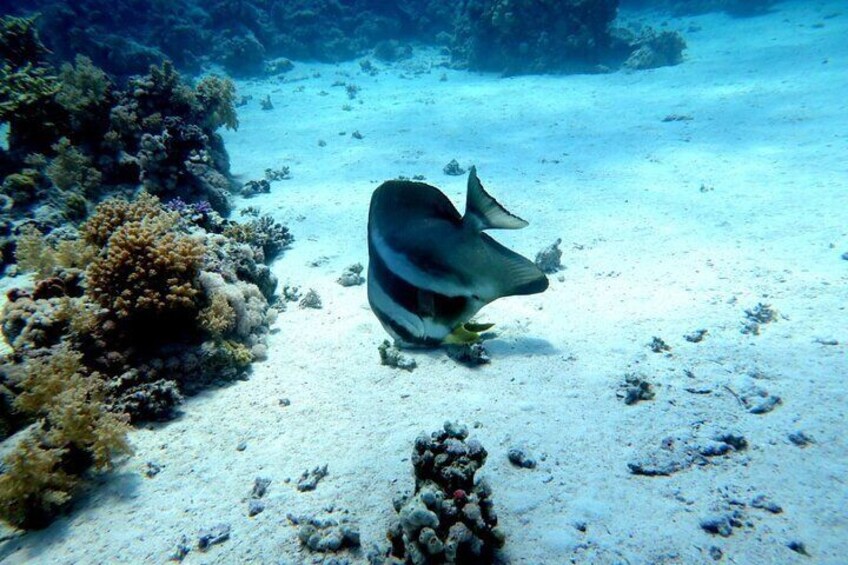 Ras Mohamed & White Island Diving & Snorkeling – Sharm El Sheikh
