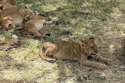 Wild Tanzania 7 Day Big Five Safari