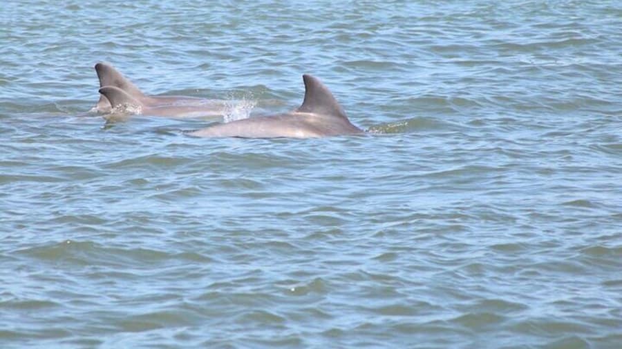 Dolphin and Wildlife History Tour