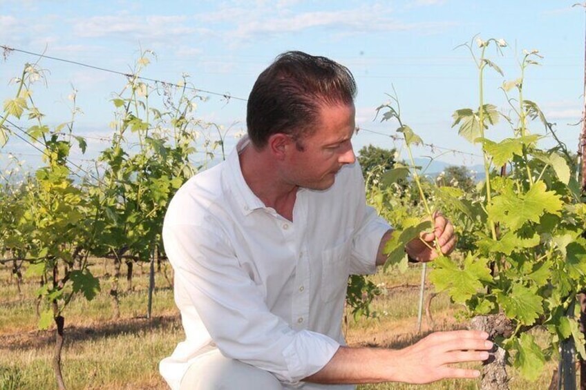 Taste of Provence a Day of Wine and Scenery in the Coteaux d'Aix