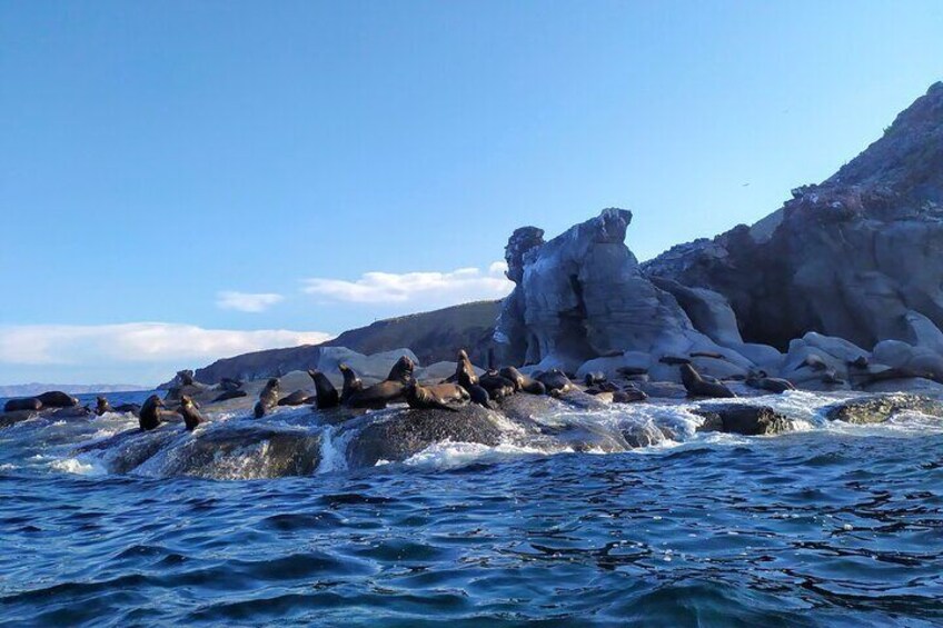 Sea Lions in Coronados Island