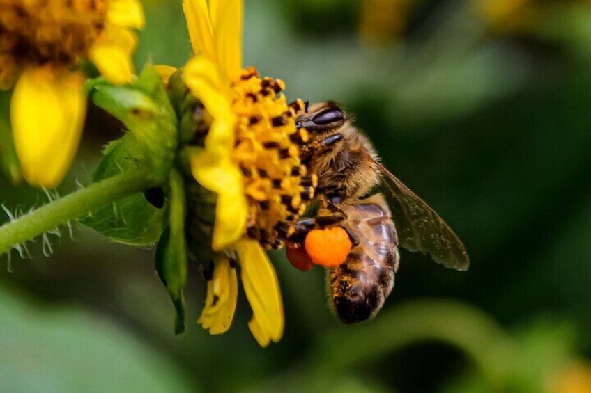 Pollinating. Processes that we can appreciate in our tour.