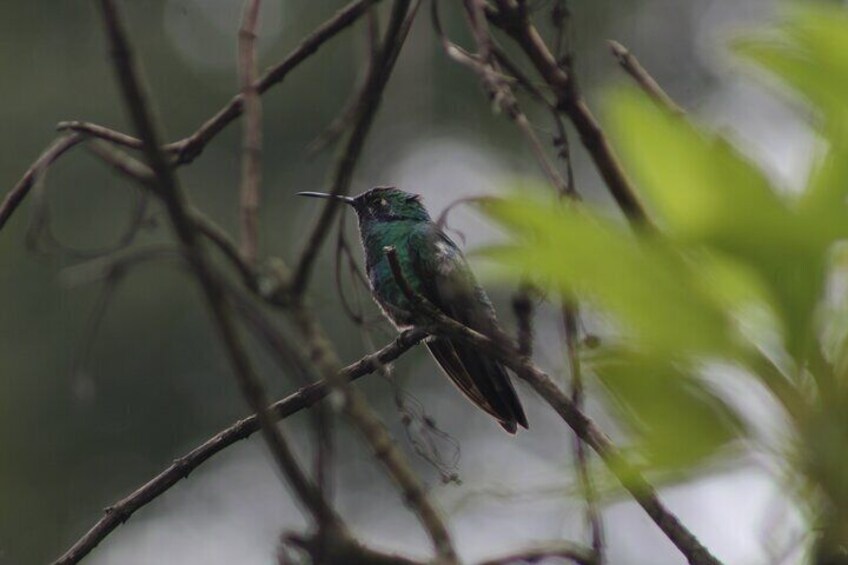 Different native and migratory birds that we can find on our tour. 