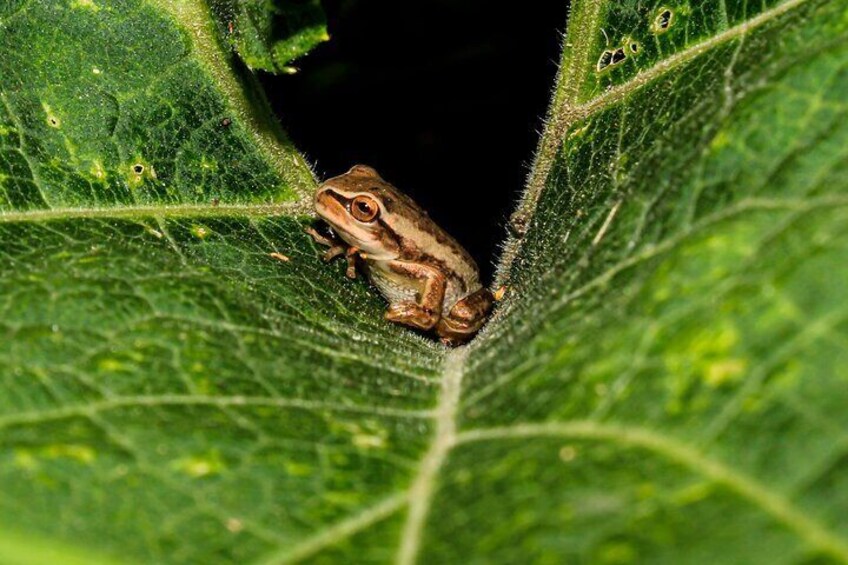 Native wildlife Rana sabanera