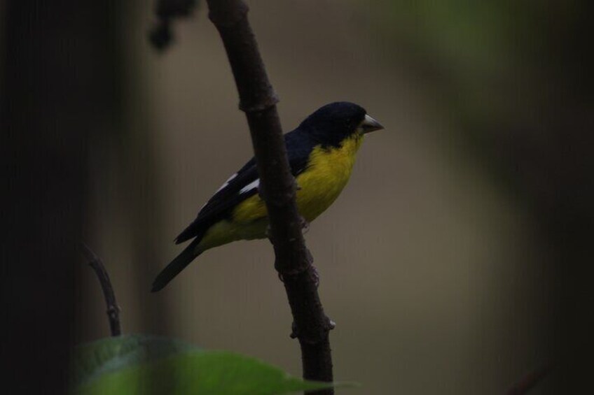 Different native and migratory birds that we can find on our tour. 