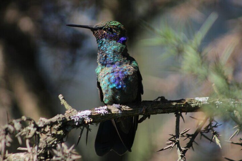 Squeaky hummingbird, native to Bogotá.
