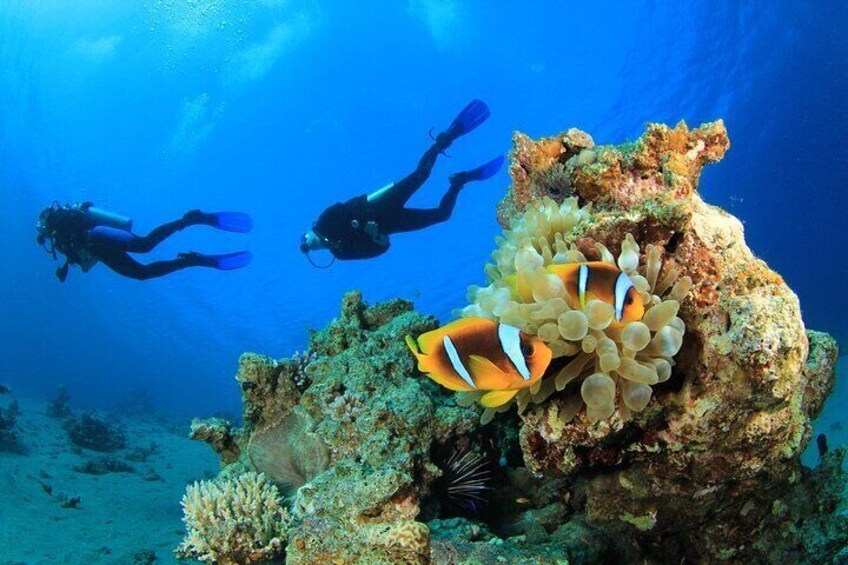Exciting Daily Diving Trip with Lunch Experience –Sharm El Sheikh