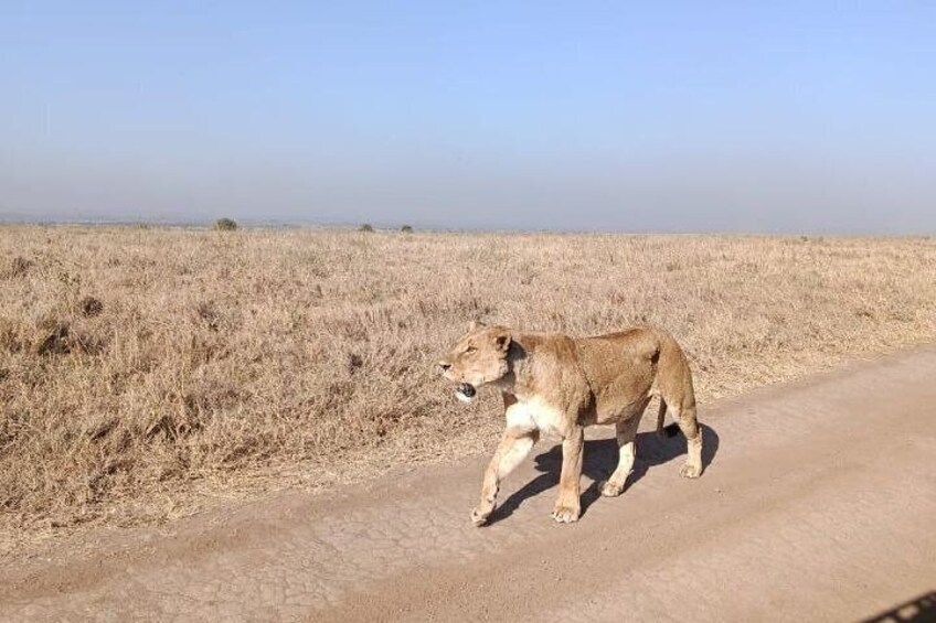 8 Days 7 Nights Kenya and Tanzania Safari Group Camping