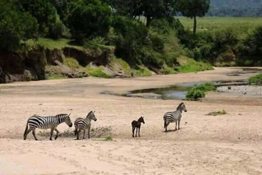 8 Days 7 Nights Kenya and Tanzania Safari Group Camping