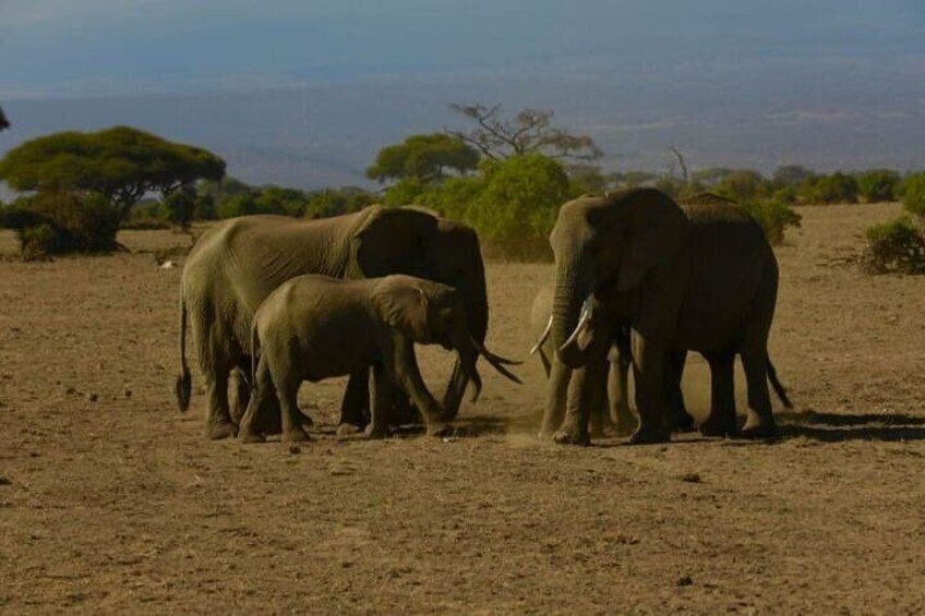 8 Days 7 Nights Kenya and Tanzania Safari Group Camping
