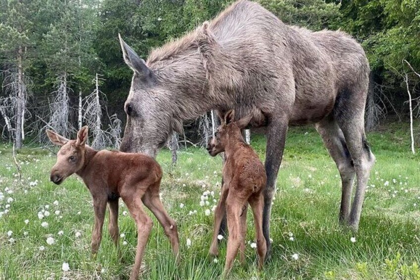 Kristiansand Guided Bus Tour and Moose Park Experience