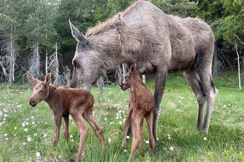 Kristiansand Guided Bus Tour and Moose Park Experience