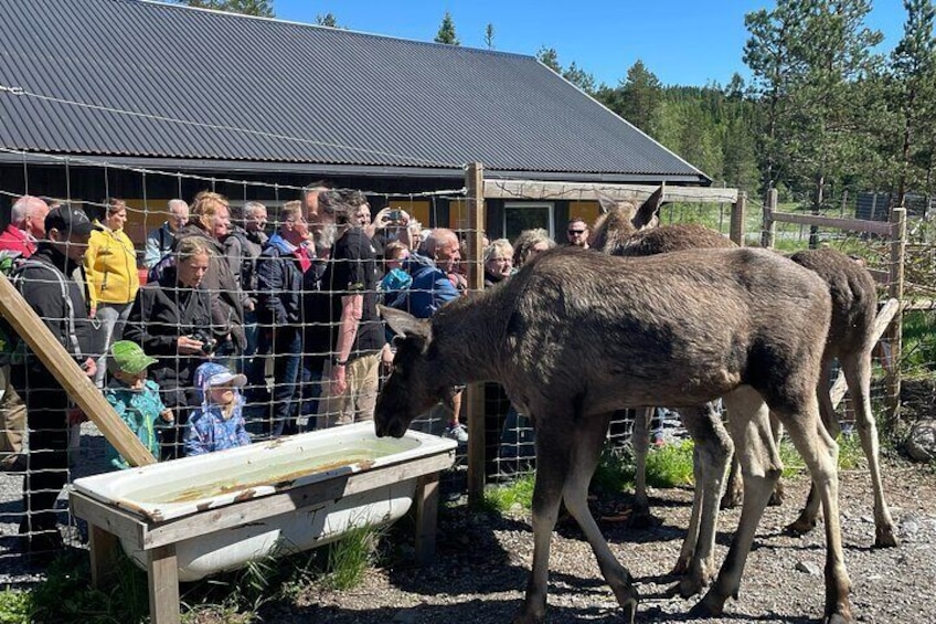 Kristiansand Guided Bus Tour and Moose Park Experience