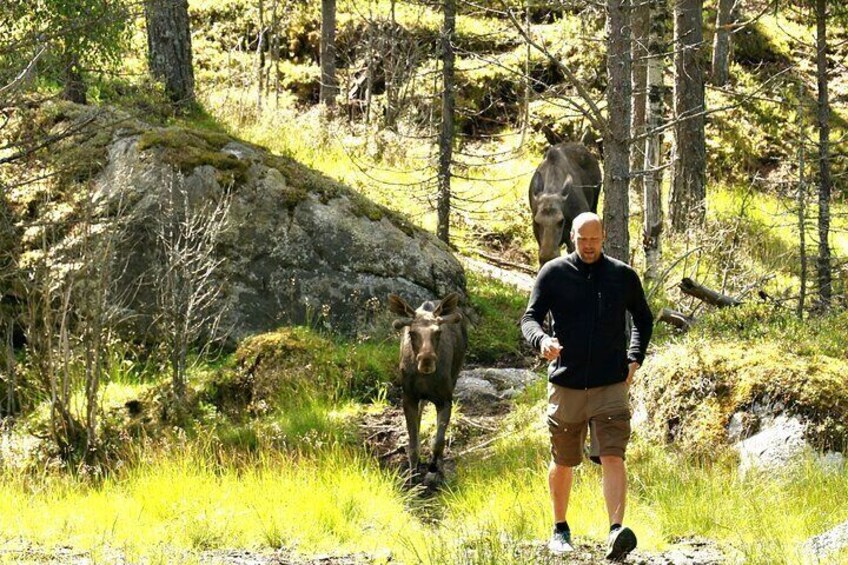 Kristiansand Guided Bus Tour and Moose Park Experience