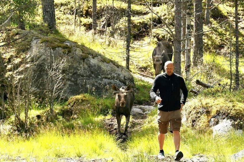 Kristiansand Guided Bus Tour and Moose Park Experience
