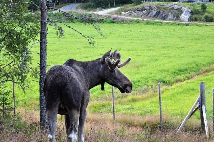 Kristiansand Guided Bus Tour and Moose Park Experience