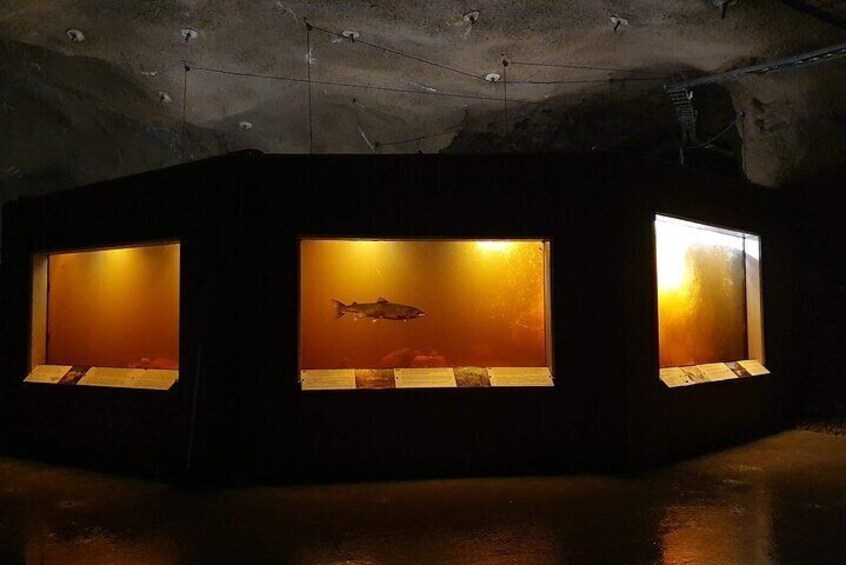 Kristiansand Wild Salmon Center Guided Tour with Bus Ride