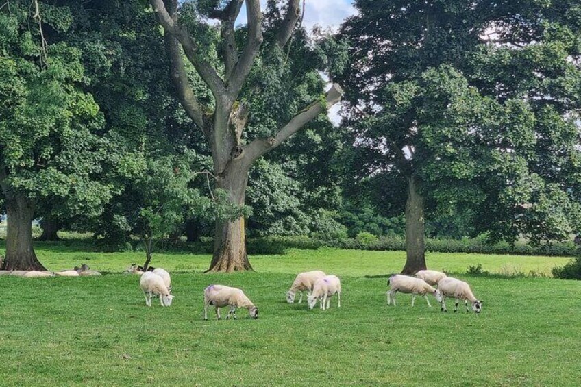 Cotswolds Insiders Guided Full Day Small Group Tour from London