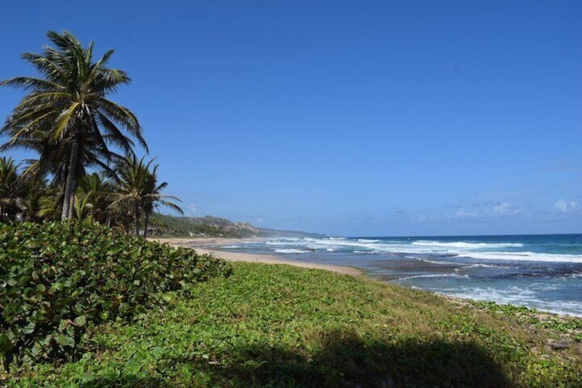 Barbados Paradise Tour with Hotel Transfers