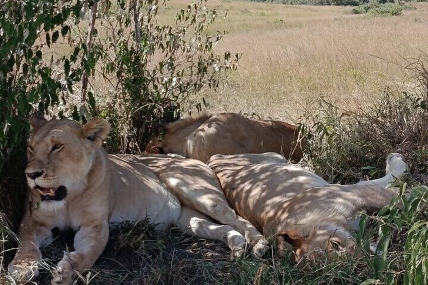 8 Days 7 Nights Kenya and Tanzania Private Lodge Camp Safari