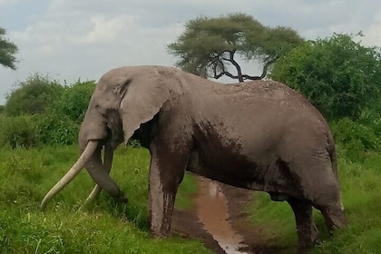8 Days 7 Nights Kenya and Tanzania Private Lodge Camp Safari