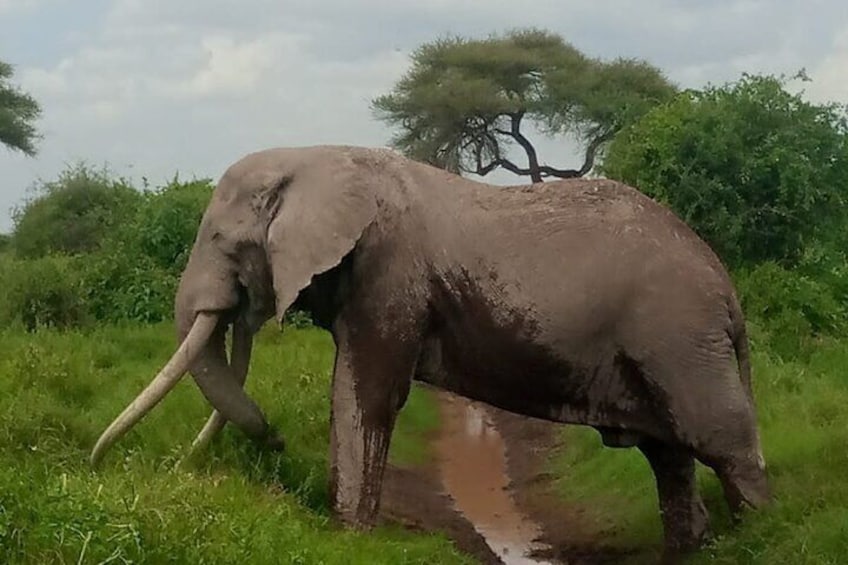 8 Days 7 Nights Kenya and Tanzania Private Lodge Camp Safari