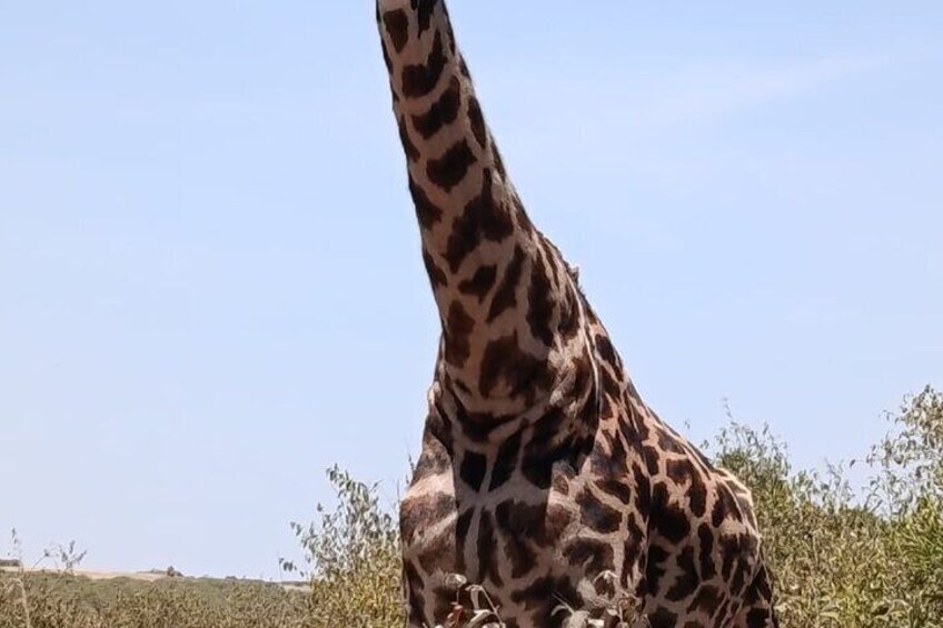 8 Days 7 Nights Kenya and Tanzania Private Lodge Camp Safari