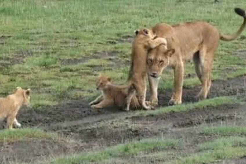 8 Days 7 Nights Kenya and Tanzania Private Lodge Camp Safari