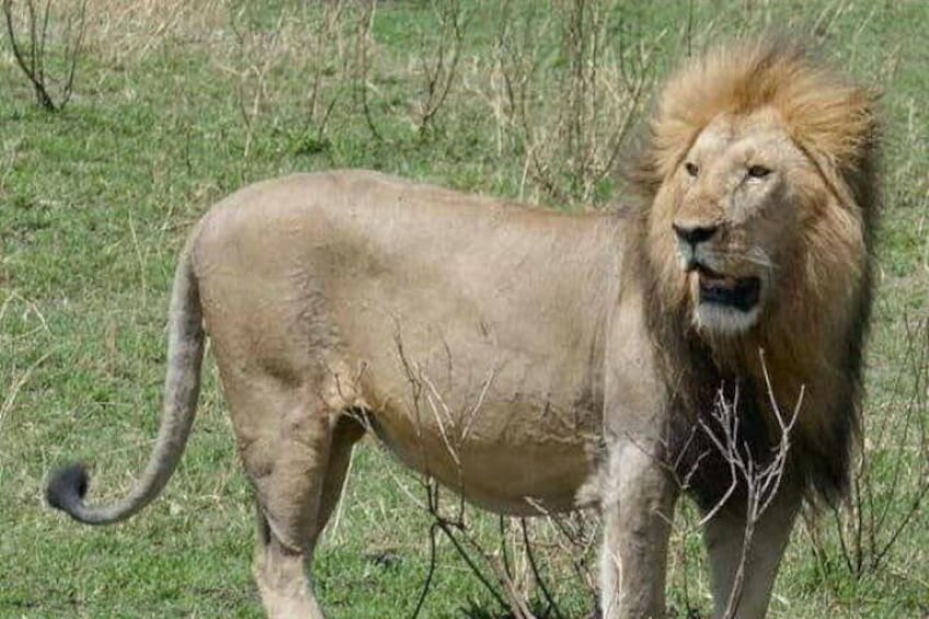 8 Days 7 Nights Kenya and Tanzania Private Lodge Camp Safari