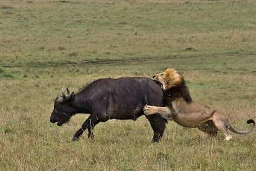 8 Days 7 Nights Kenya and Tanzania Private Lodge Camp Safari
