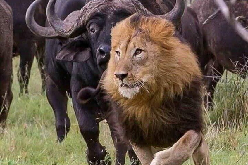 8 Days 7 Nights Kenya and Tanzania Private Lodge Camp Safari