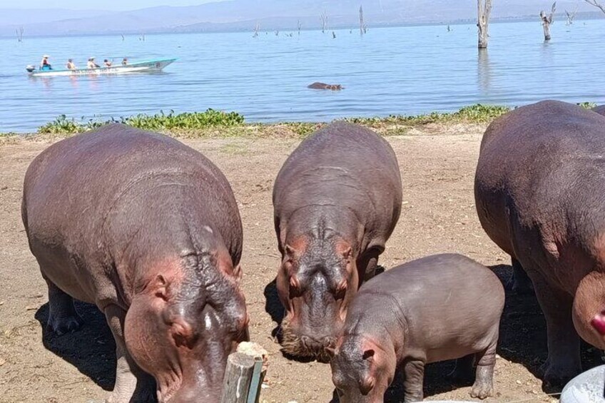 8 Days 7 Nights Kenya and Tanzania Private Lodge Camp Safari