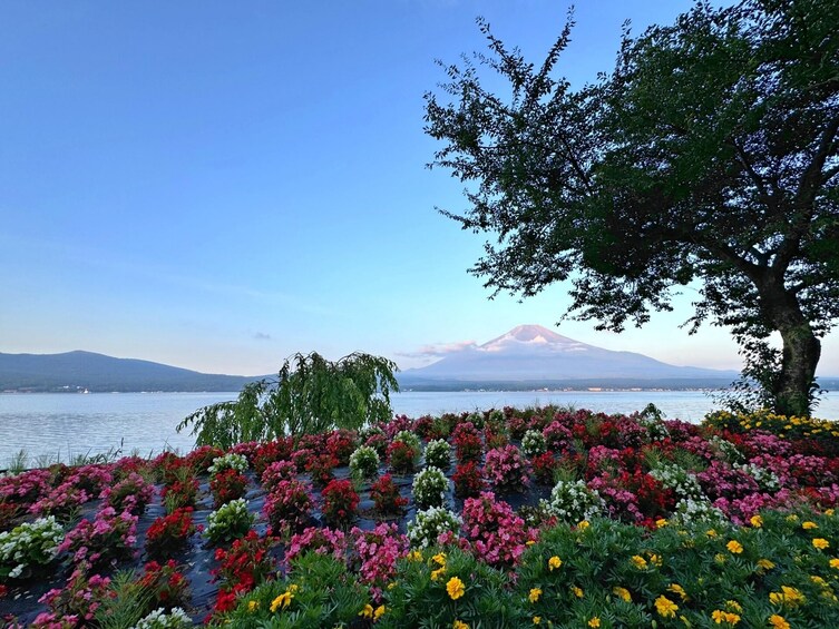 From Tokyo: Mt. Fuji Lawson & Mt. Fuji Iconic Lakes 1-Day Bus Tour