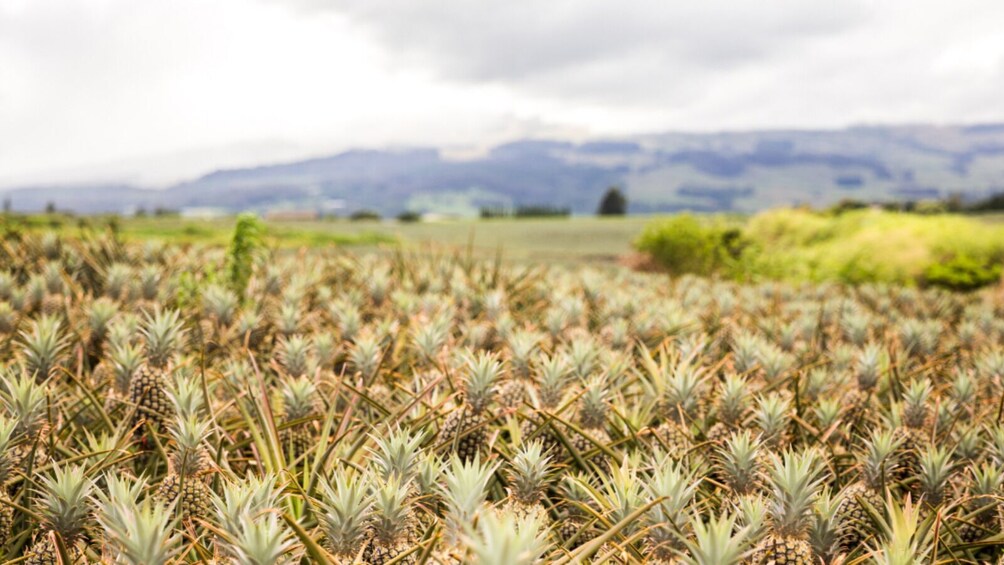 Maui Gold Pineapple: Farm & Feast Experience