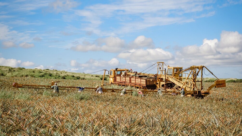 Maui Gold Pineapple: Farm & Feast Experience