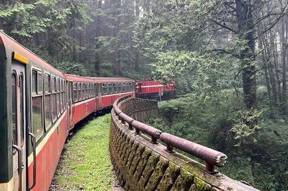 Alishan Day Tour from Kaohsiung (Incl. Park Entrance)