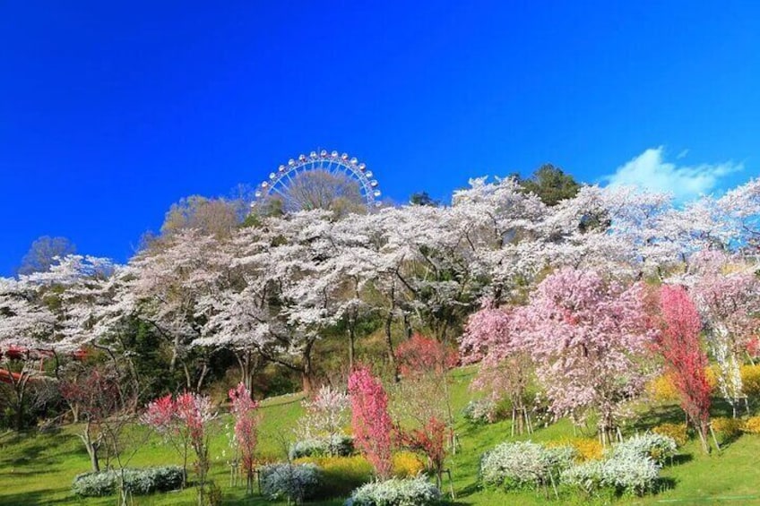 Sagamiko Resort Pleasure Forest Ticket & Attraction Ride Pass