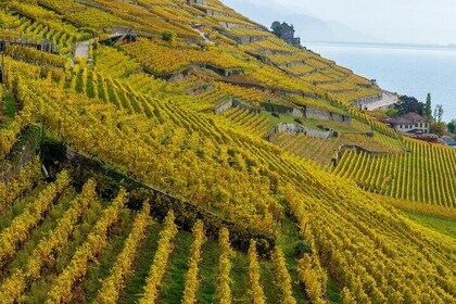 Lavaux Vineyards & Cully Jazz Festival Tour