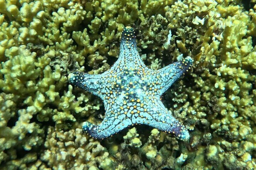 Sea Star in coral on the Island 