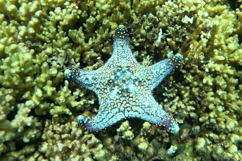 Sea Star in coral on the Island