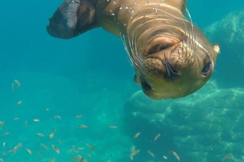 Most Popular Tour in La Paz Isla Espíritu Santo and Sea Lions