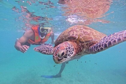 Mirissa Experiencia inolvidable de buceo con tortugas