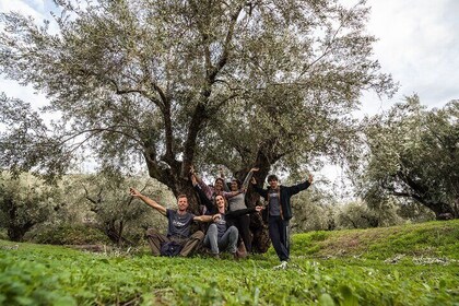 Delphi: Valley Olive Grove Hiking