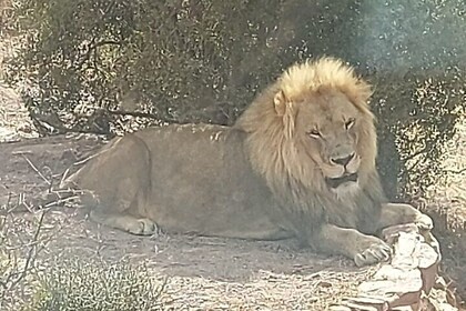 Aquila Game Reserve Full Day Big 5 開普敦(開普敦)用午餐
