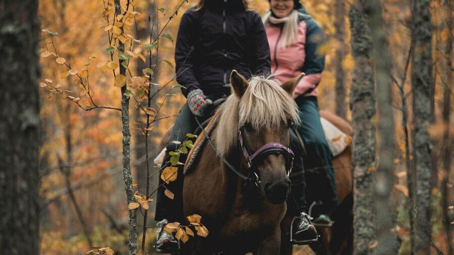 Levi: On the paths of Pine Forest – trail riding trip