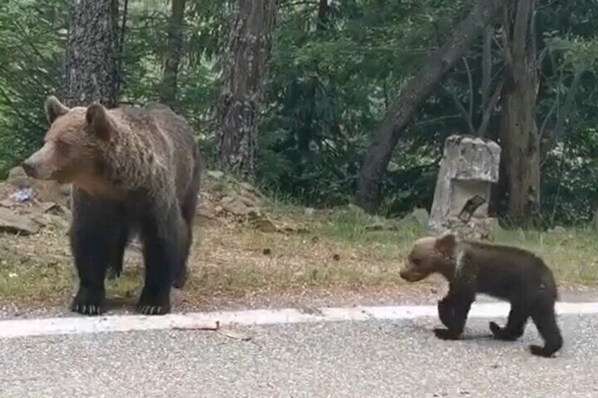 Transfagarasan road & wild brown bears -Private Day Trip
