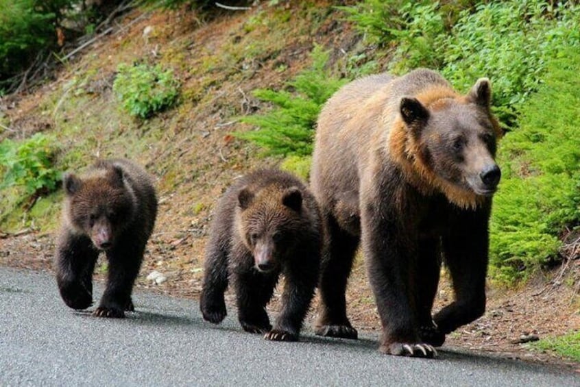 Transfagarasan road & wild brown bears -Private Day Trip